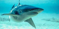 Hai attackiert Tech-CEO beim Kitesurfen – vermisst