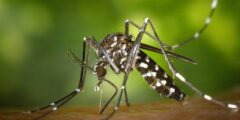 Sicherer Kuba-Urlaub dank Dengue-Impfung – KUBAKUNDE